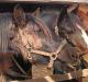 Лошади тяжеловозы: породы, их фото и описание