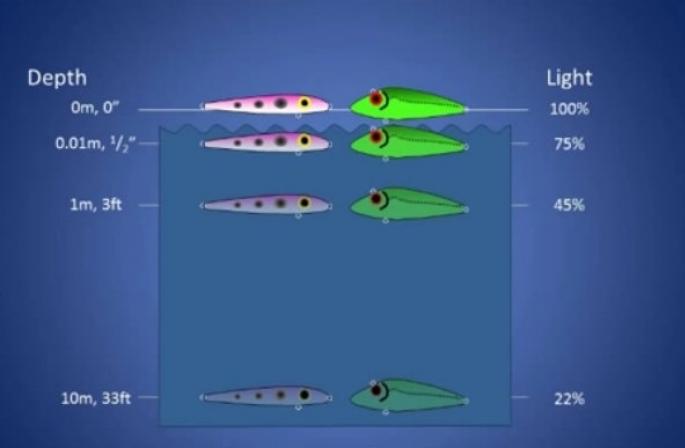 Могут ли рыбы различать цвета?