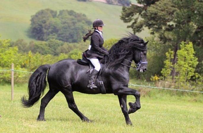 Фризские лошади — «черные жемчужины» конного мира
