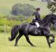 Фризские лошади — «черные жемчужины» конного мира
